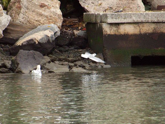 Laughing Gull, Randall's Island
