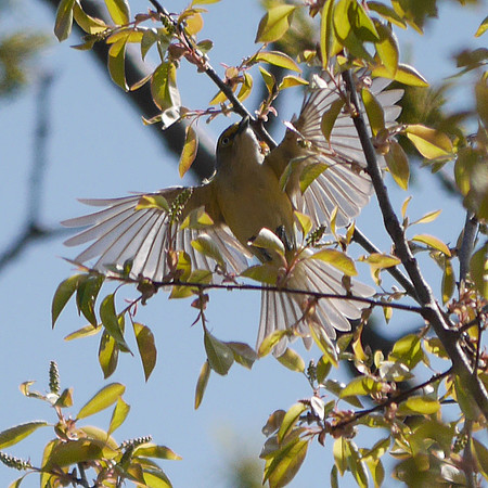 White-Eyed Vireo, Central Park