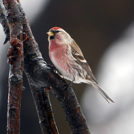 Common Redpoll, Central Park