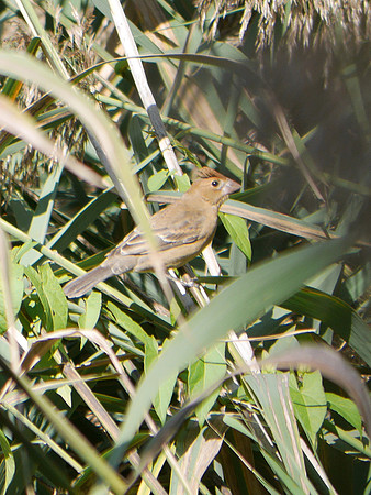 Blue Grosbeak, Central Park