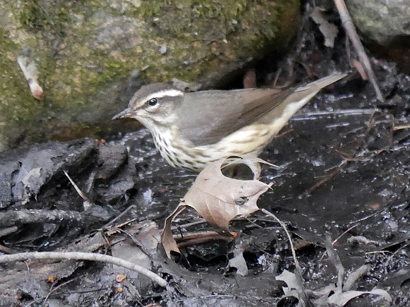 Louisiana Waterthrush, Central Park