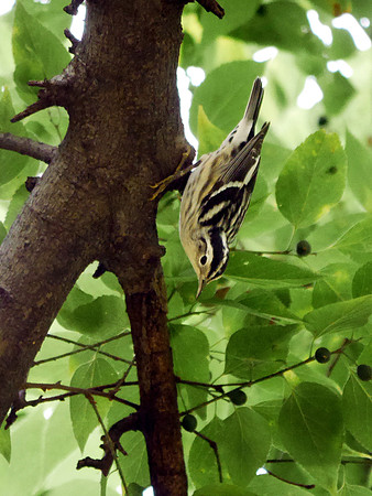 Black-and-White Warbler, Central Park