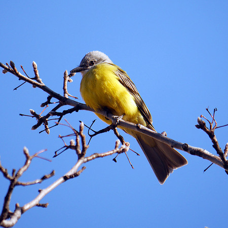 Couch's Kingbird, Abingdon Square