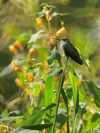 Ruby-Throated Hummingbird, Central Park