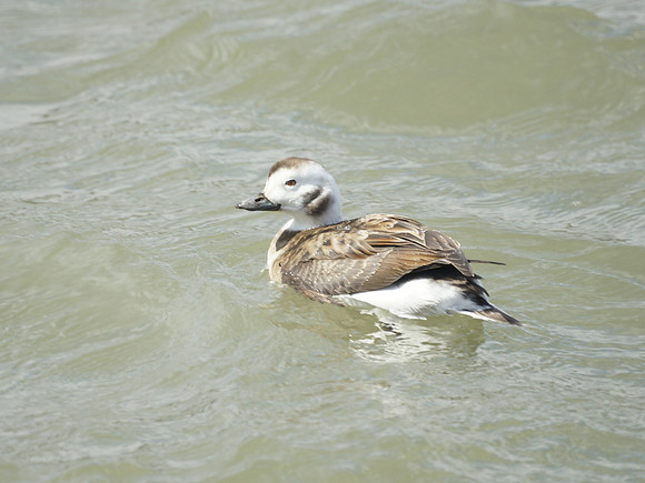 Long-Tailed Duck (Oldsquaw)