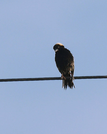 Bobolink, Prattsville NY